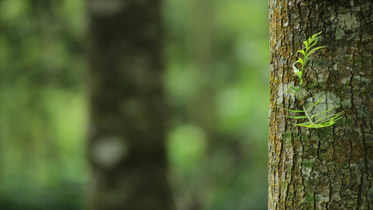 3 mitos sobre la compensación de carbono