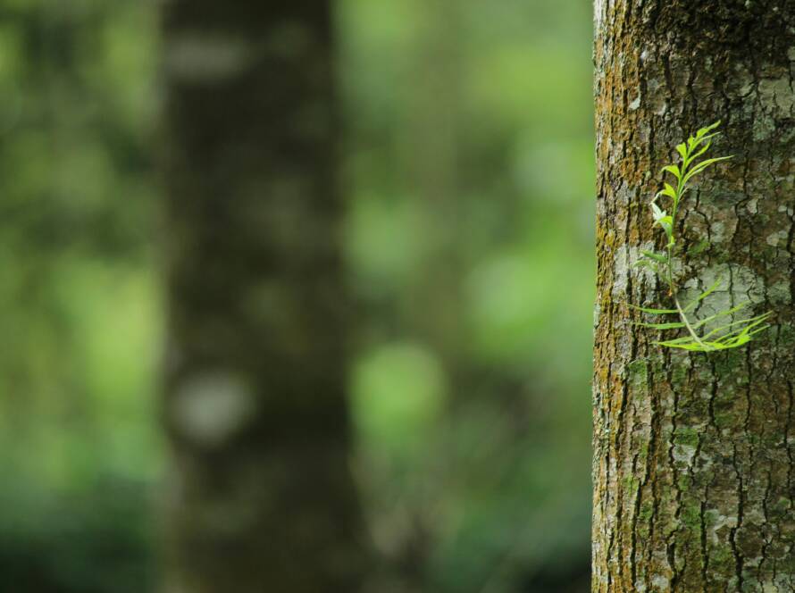 3 mitos sobre la compensación de carbono